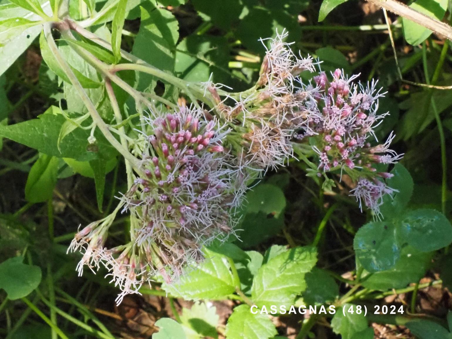Hemp Agrimony